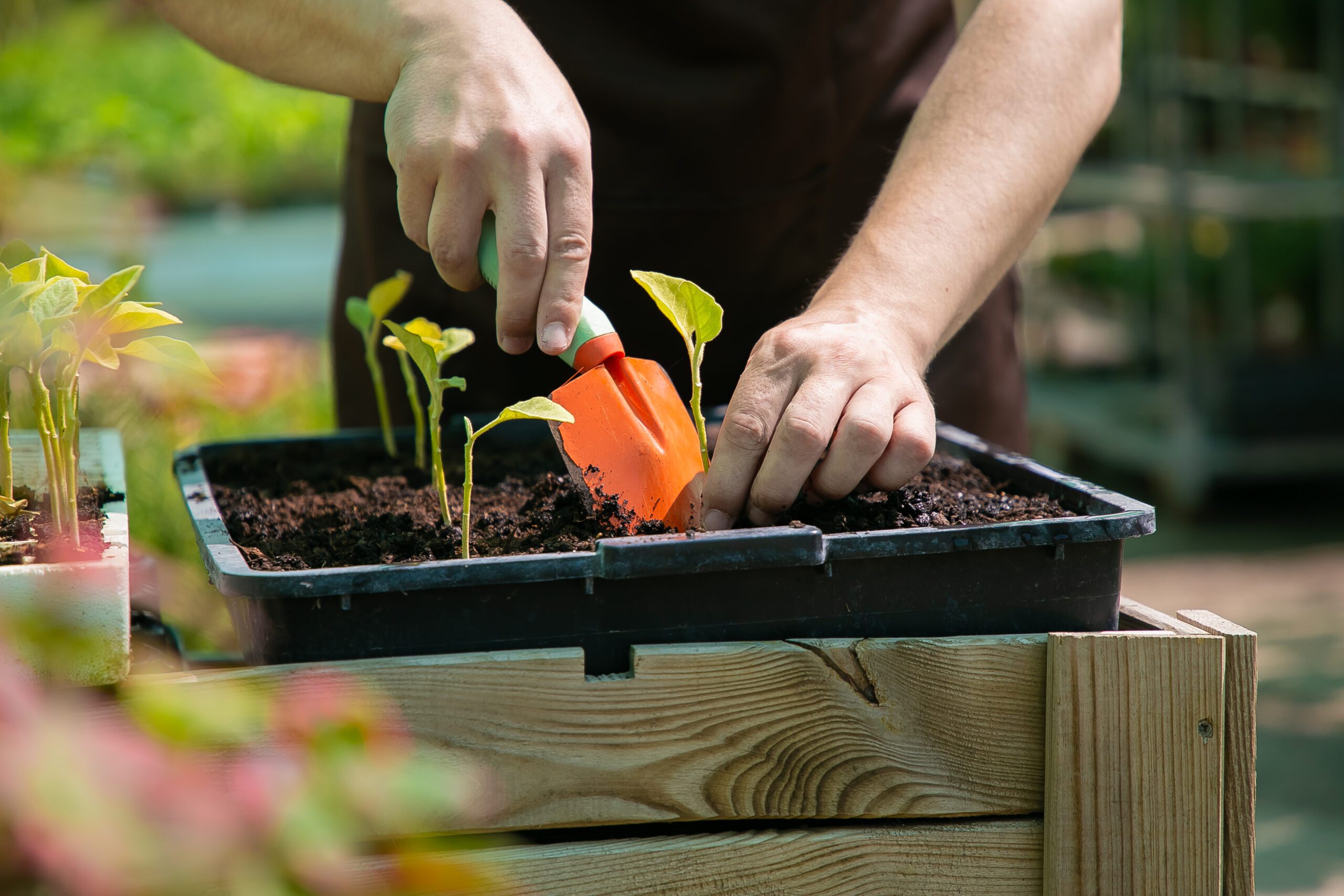 gardener planting sprouts