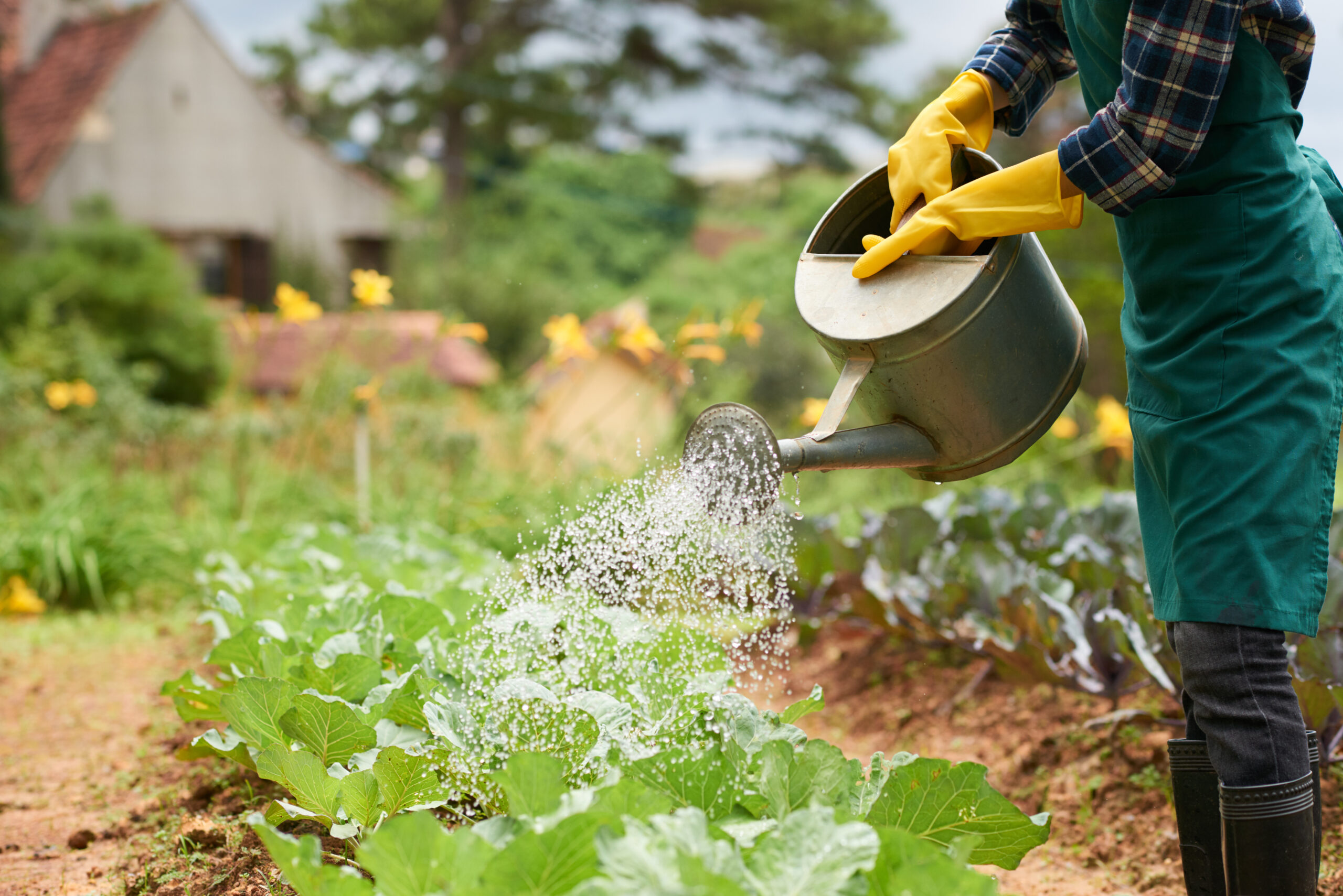 Irrigation Systems shot unrecognizable gardener watering cabbage crop from spray can