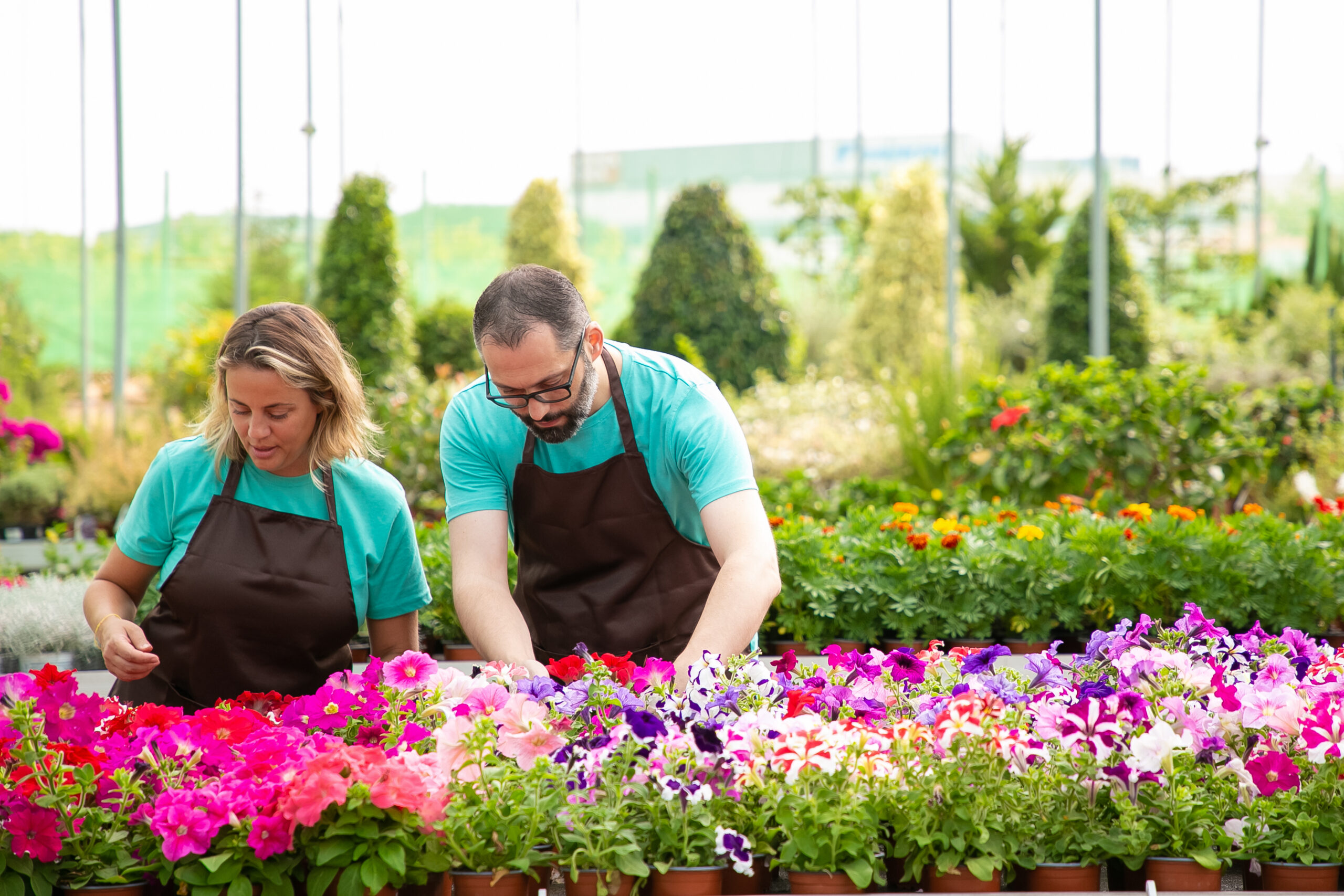 two serious professional gardeners caring petunia flowers