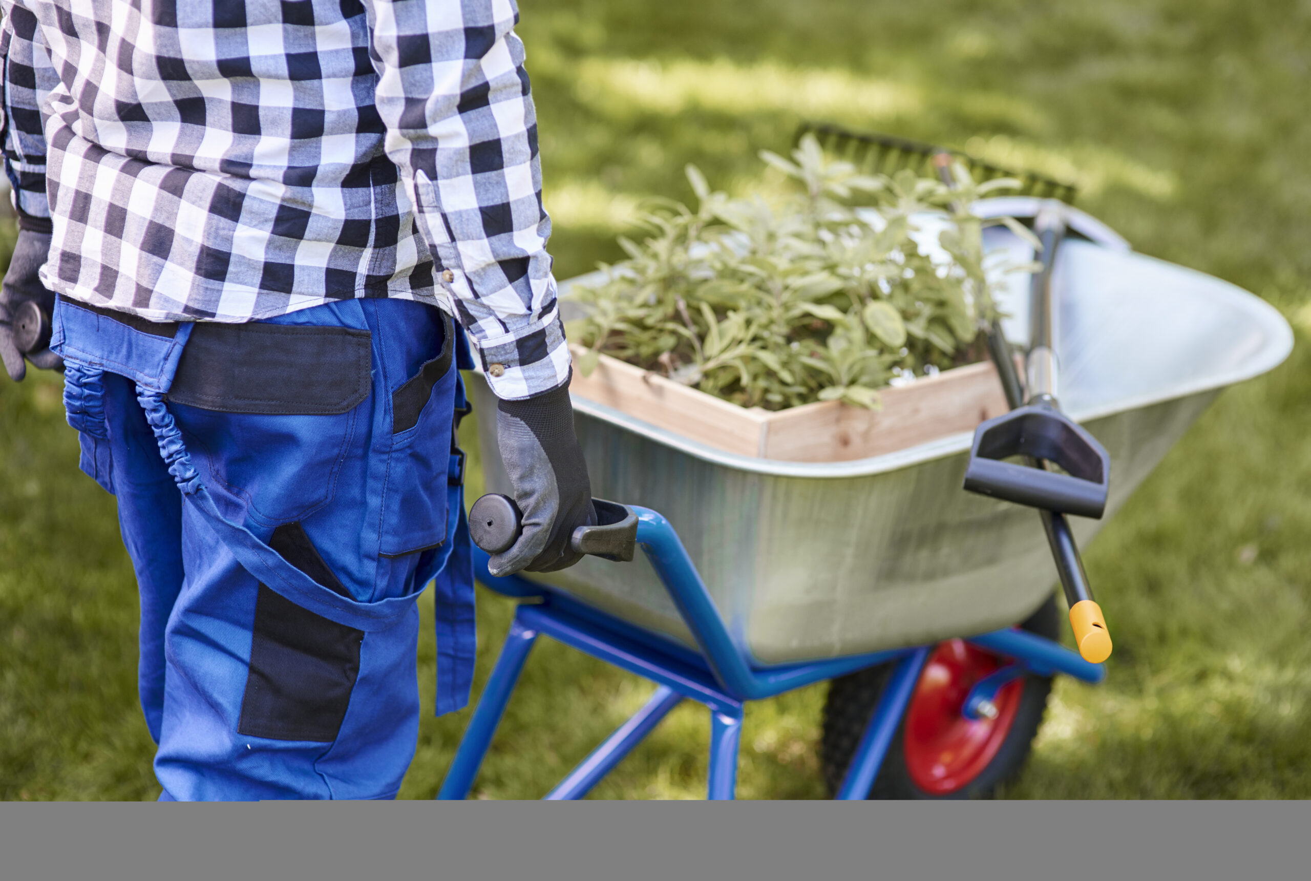 unrecognizable man psushing wheelbarrow full of seedling